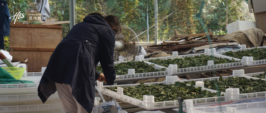 从困惑到清晰：一场芳香研学的真实记录