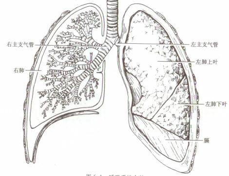 开封网络课|呼吸系统肺部芳香精油家居应用