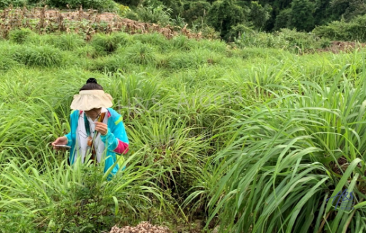 宜宾研学 | 功能性芳香植物资源考察和商业交流A线