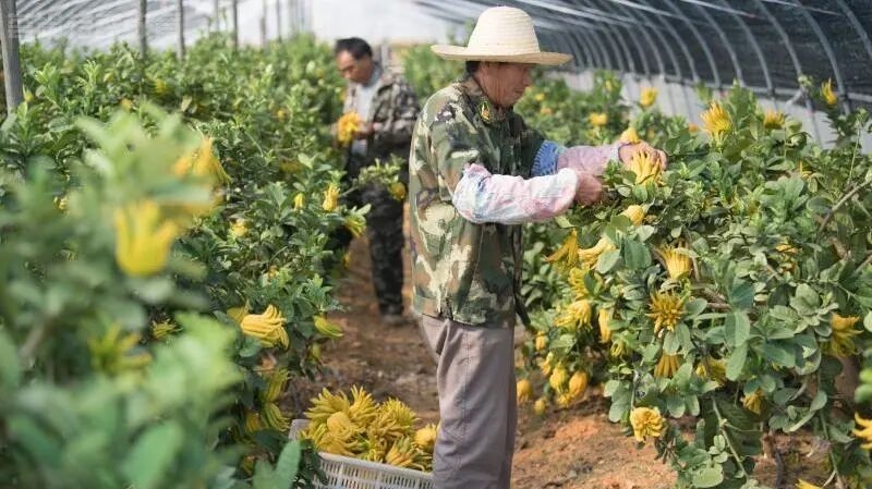 福建品牌探索、三花溯源，共赴产业迎春之约