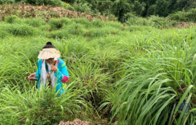 研学 | 功能性芳香植物资源考察和商业交流A线