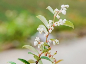 秋冬微课 | 芳香简约护肤方案