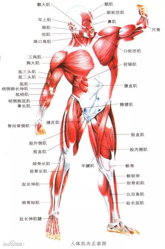 荟尚IFA认证课程人体肌肉正面图