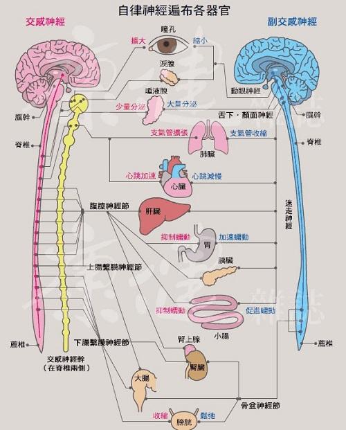 荟尚培训IFA生理解剖学科目