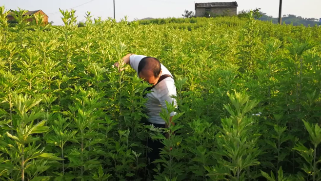 如何辨别劣质和假艾条假艾绒假艾贴