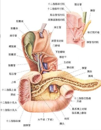 胰腺癌腹胀腹痛和无法排便情况的IFA芳疗案例用油和反思-荟尚教育