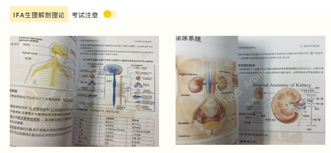 IFA国际芳疗师培训课程的IFA生理解剖考试要点