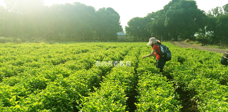 芳疗师告诉你精油功效有哪些