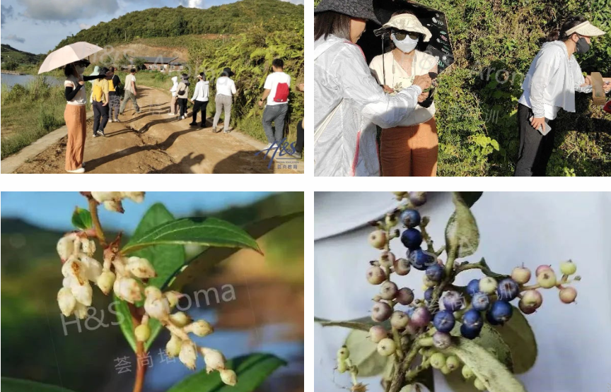 云南芳疗研学考察杜鹃科冬青野生考察