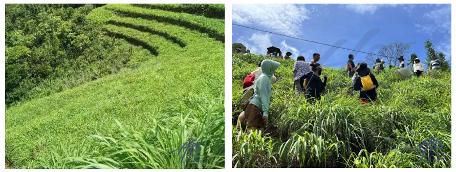 芳疗研学云南柠檬草基地考察