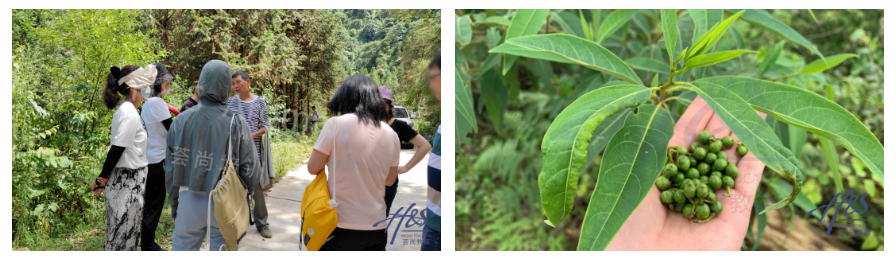 云南芳香疗法研学野生山苍籽考察