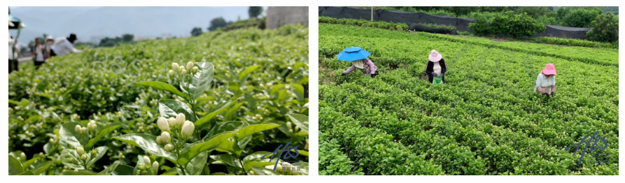 芳疗师研学活动茉莉花基地考察研学