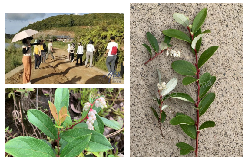 芳疗师研学芳疗创业云南芳香种植基地研学活动