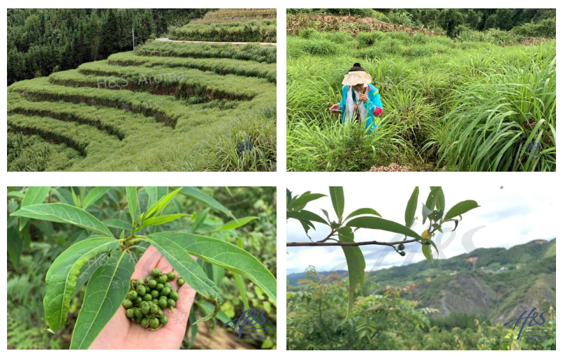 山苍籽香茅基地芳疗师研学