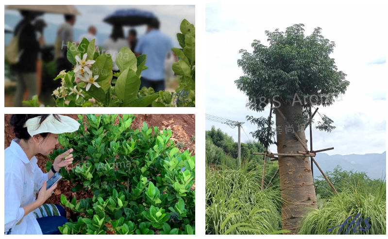 芳疗研学功能性芳香植物资源考察和商业交流