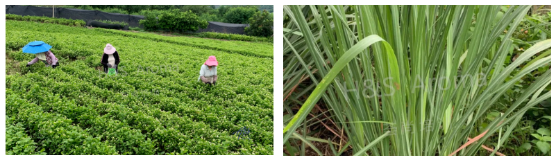 芳疗师研学茉莉花香茅种植基地研学活动