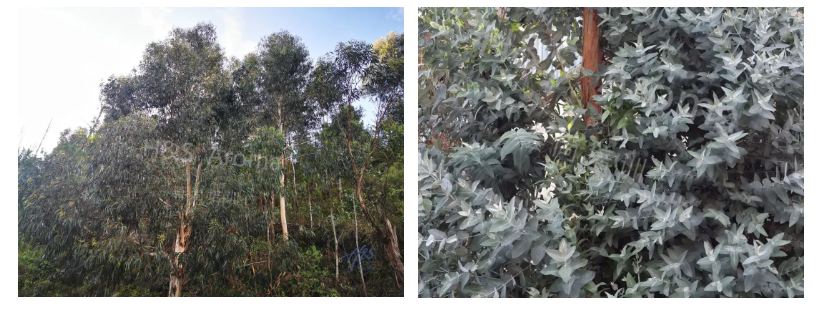 芳香精油溯源考察研学活动芳疗师种植基地游学