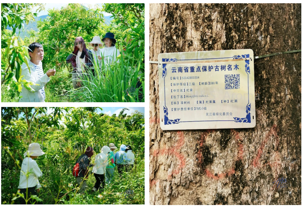 芳疗师创业化妆品精油源头基地考察