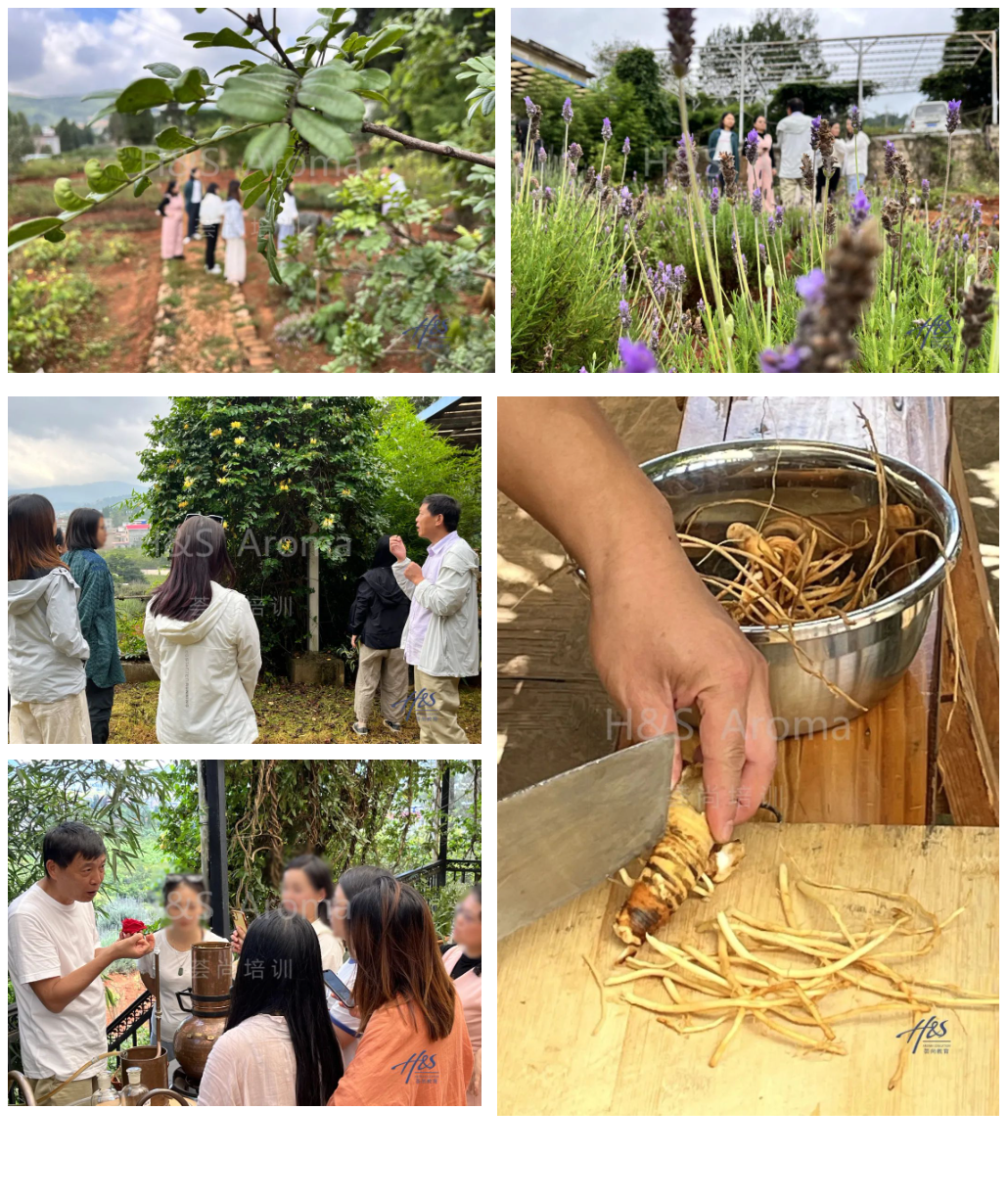 荟尚芳疗师培训学校云南芳香植物种植基地考察学习精油蒸馏