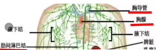 IFA芳疗学习分享：感受芳香疗愈开拓化妆品事业新板块