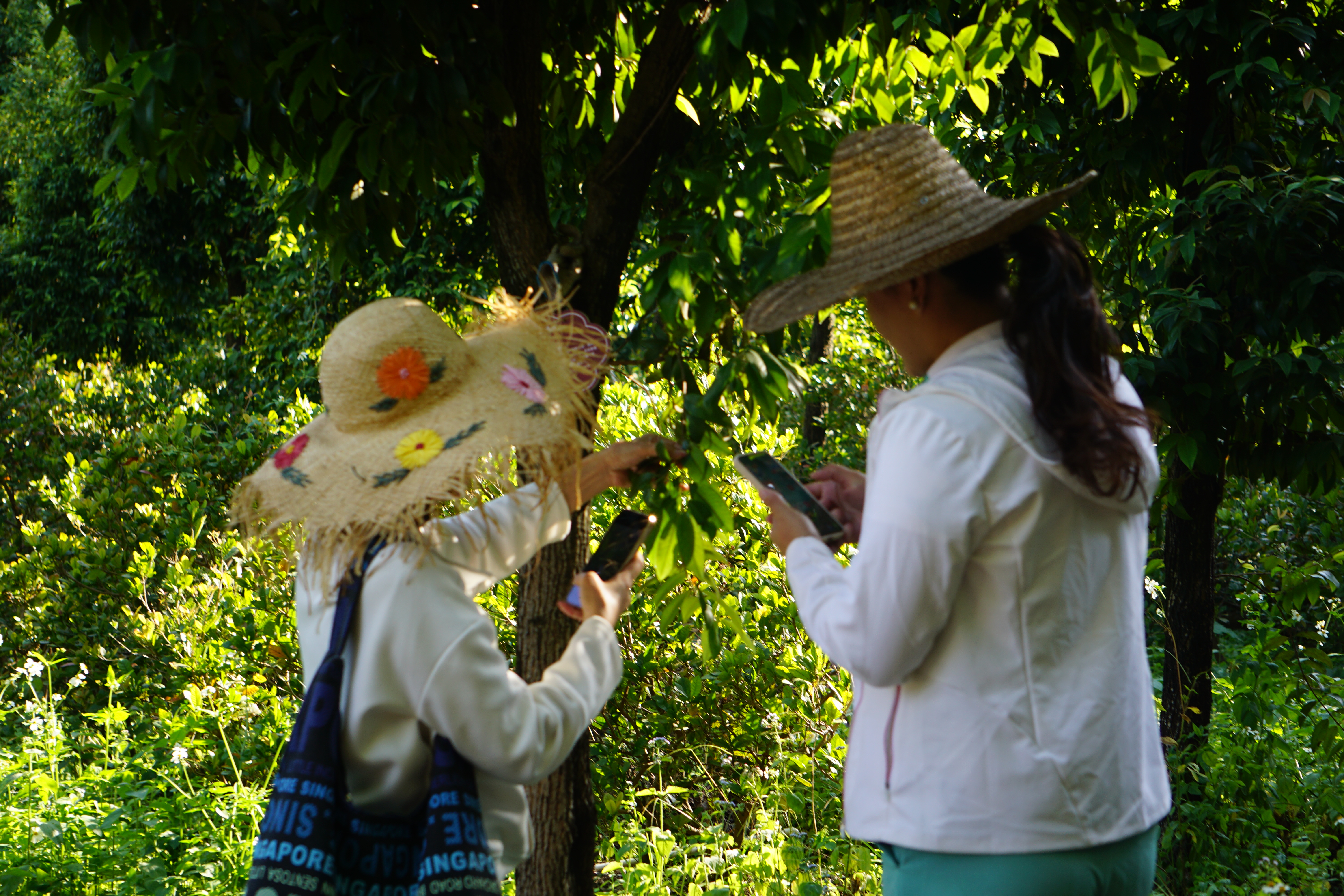 1765522303979623.jpg DSC05234.JPG