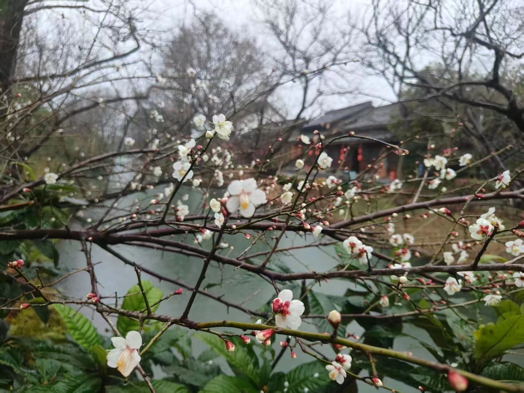 1772417953225051.jpg 3.jpg