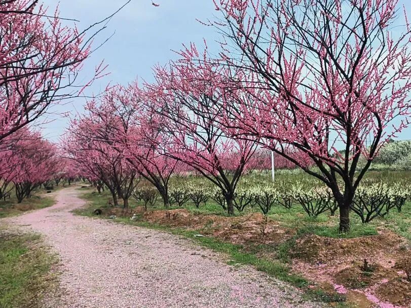 1772417962306692.jpg 4.jpg