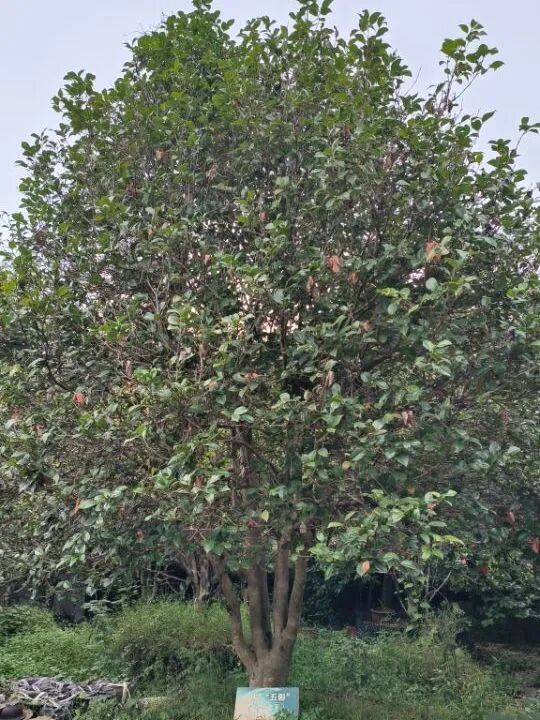 1772417985370074.jpg 7.jpg